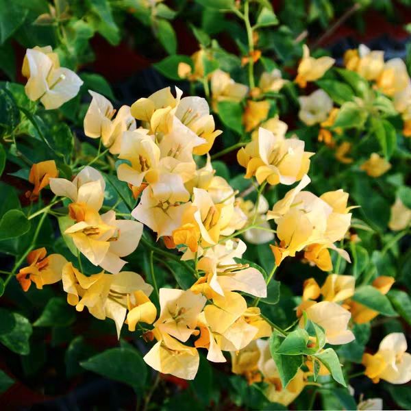 [黄花三角梅批发]黄花三角梅 黄色幻想价格72元/棵