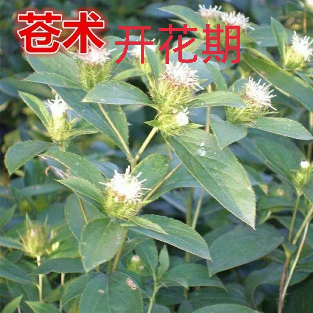 朱砂点北苍术