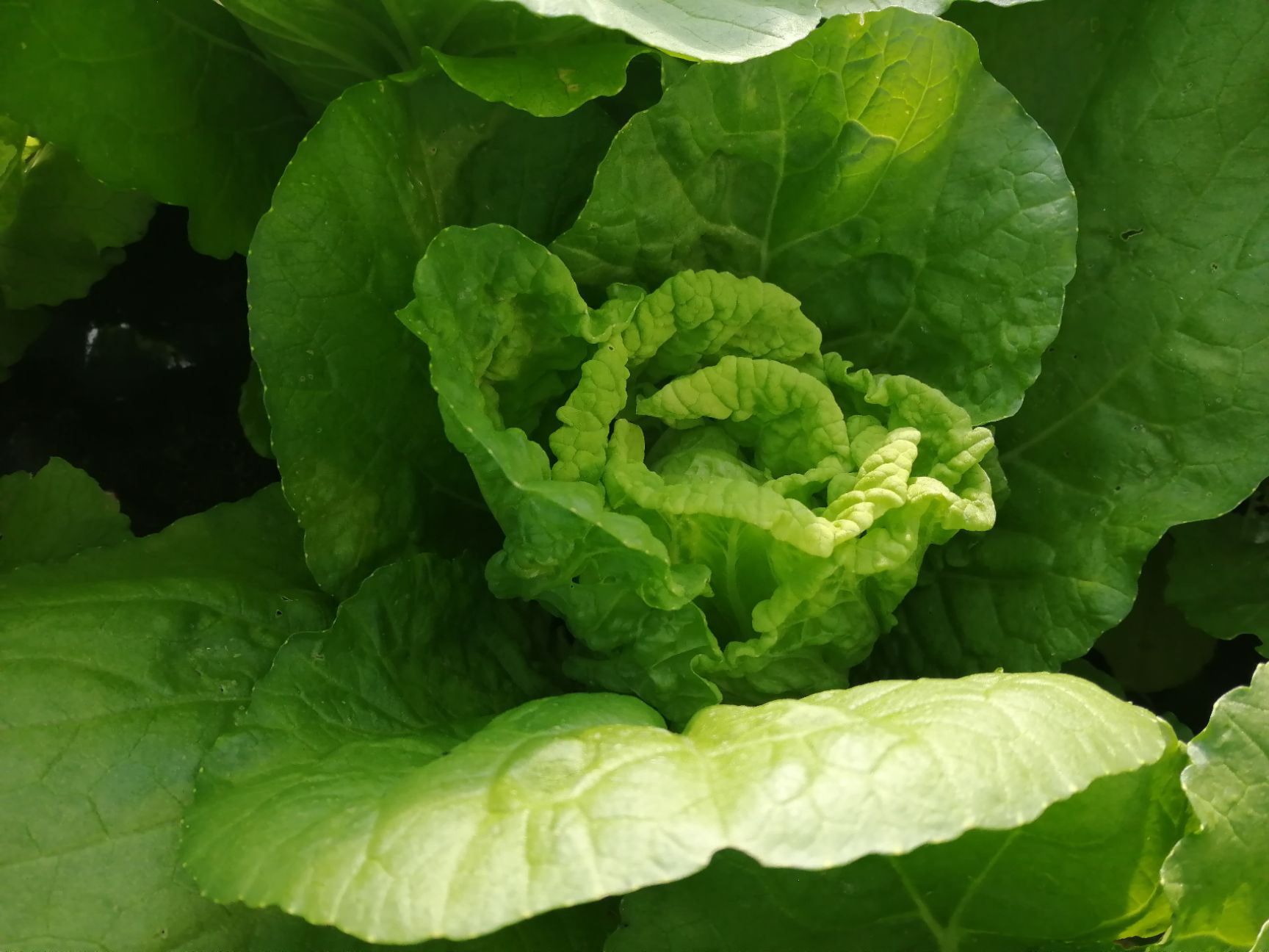 白菜莲花白白萝卜花菜生菜