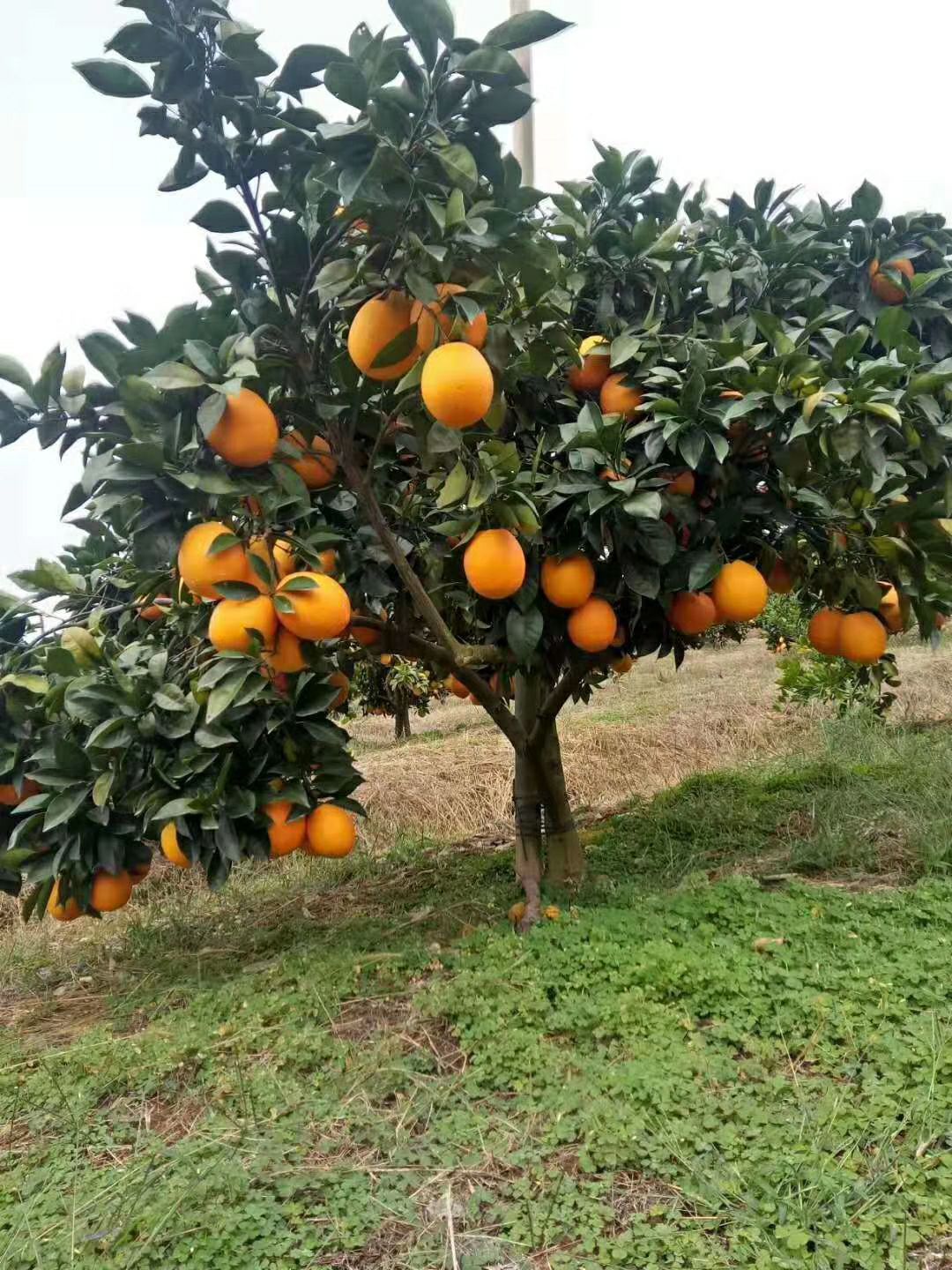 黑美人西瓜 广西富川脐橙不催熟.不打蜡绿色食品.欢迎朋友订购.15089