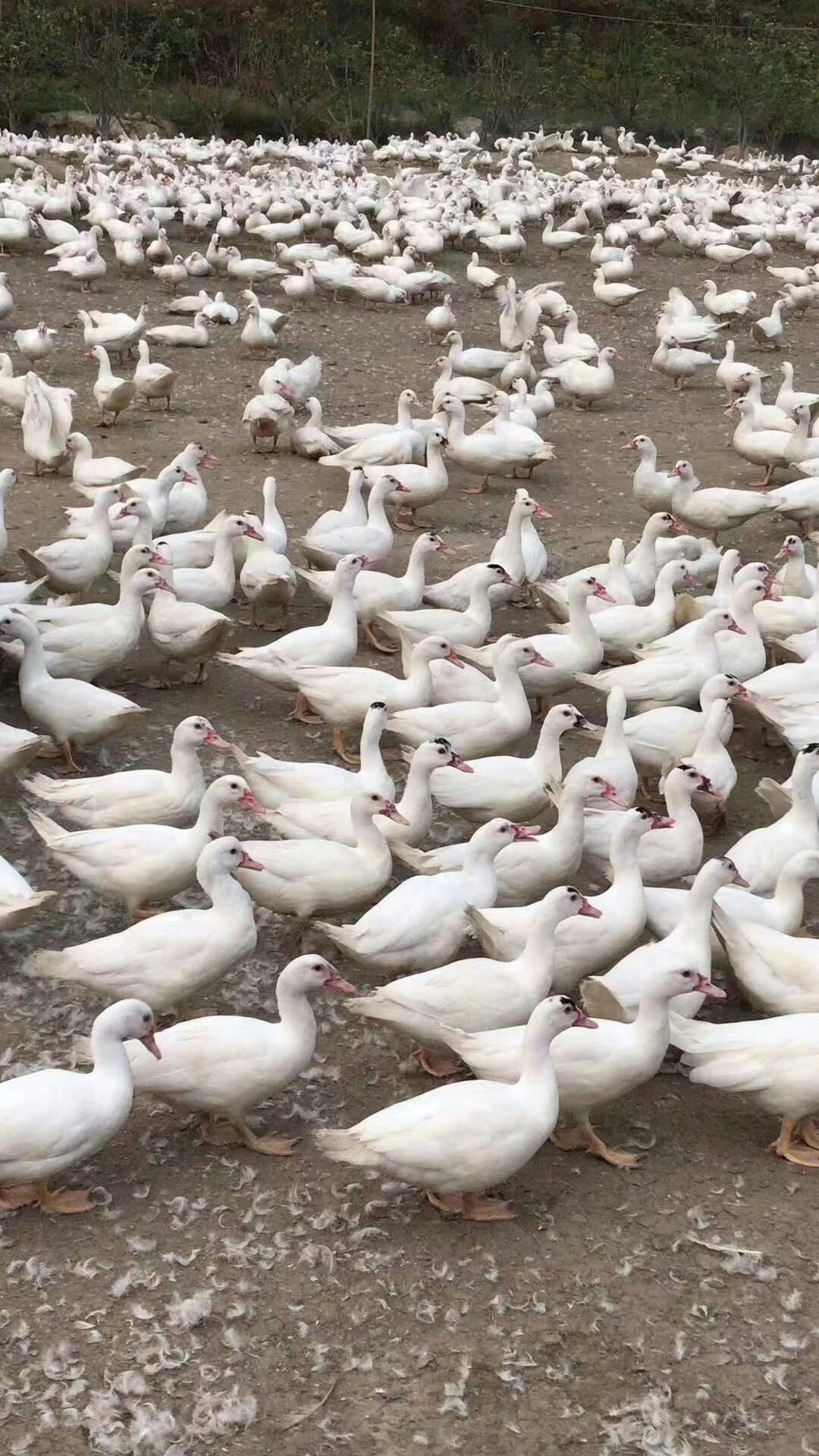 一点头鸭苗