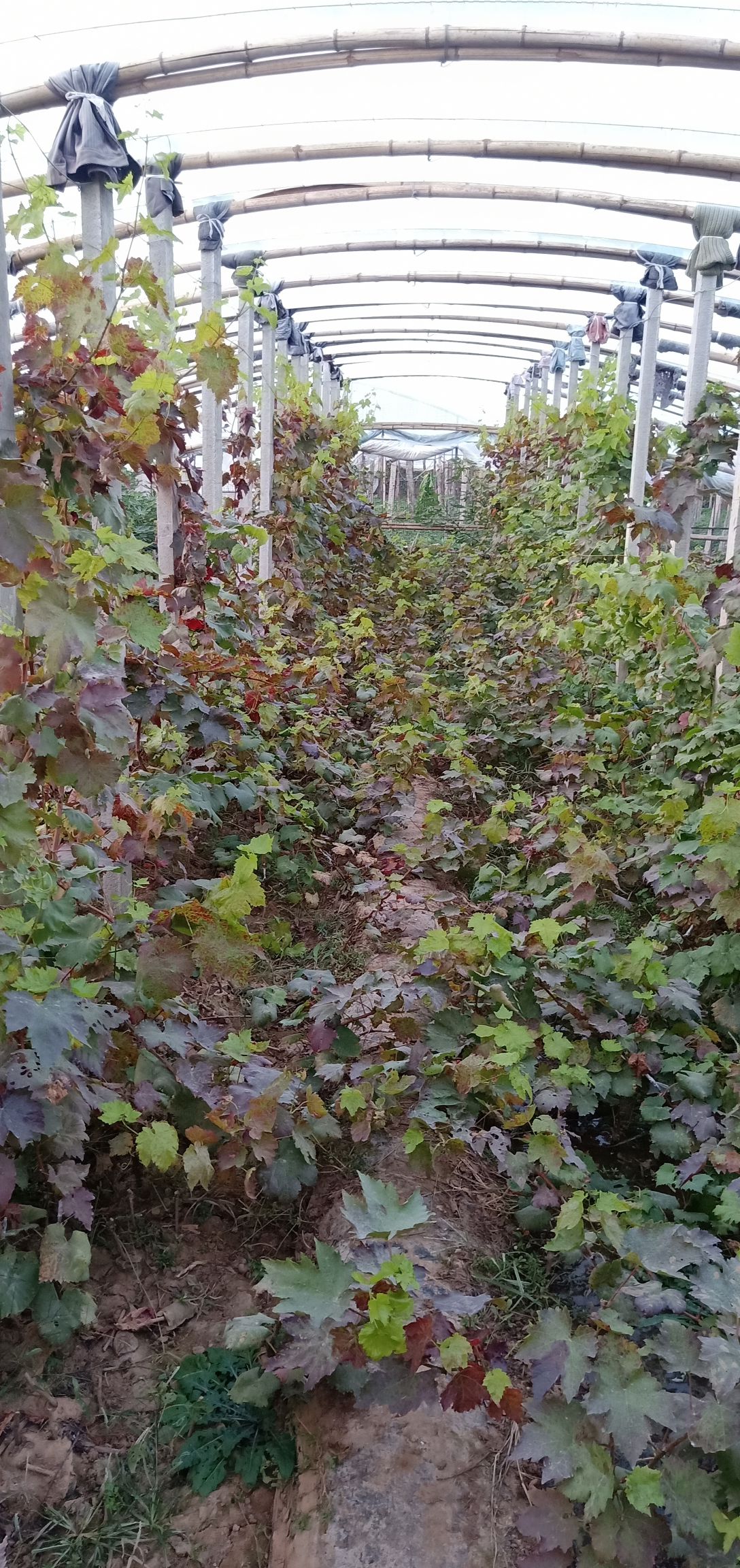新品种甜蜜蓝宝石葡萄苗,带营养杯发货,现在叶子是枫叶红色的