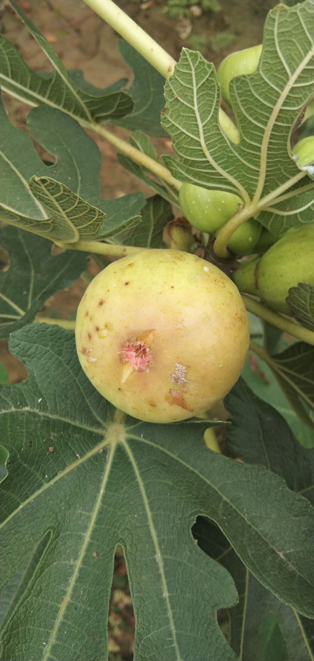 布兰瑞克苗 无花果苗树苗盆栽地栽布兰瑞克庭院阳台南北方种植当年