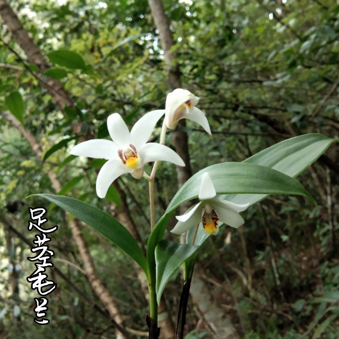 香花毛兰 足茎毛兰原生种缸雨林缸假山造景室内庭院盆栽易活花卉绿植