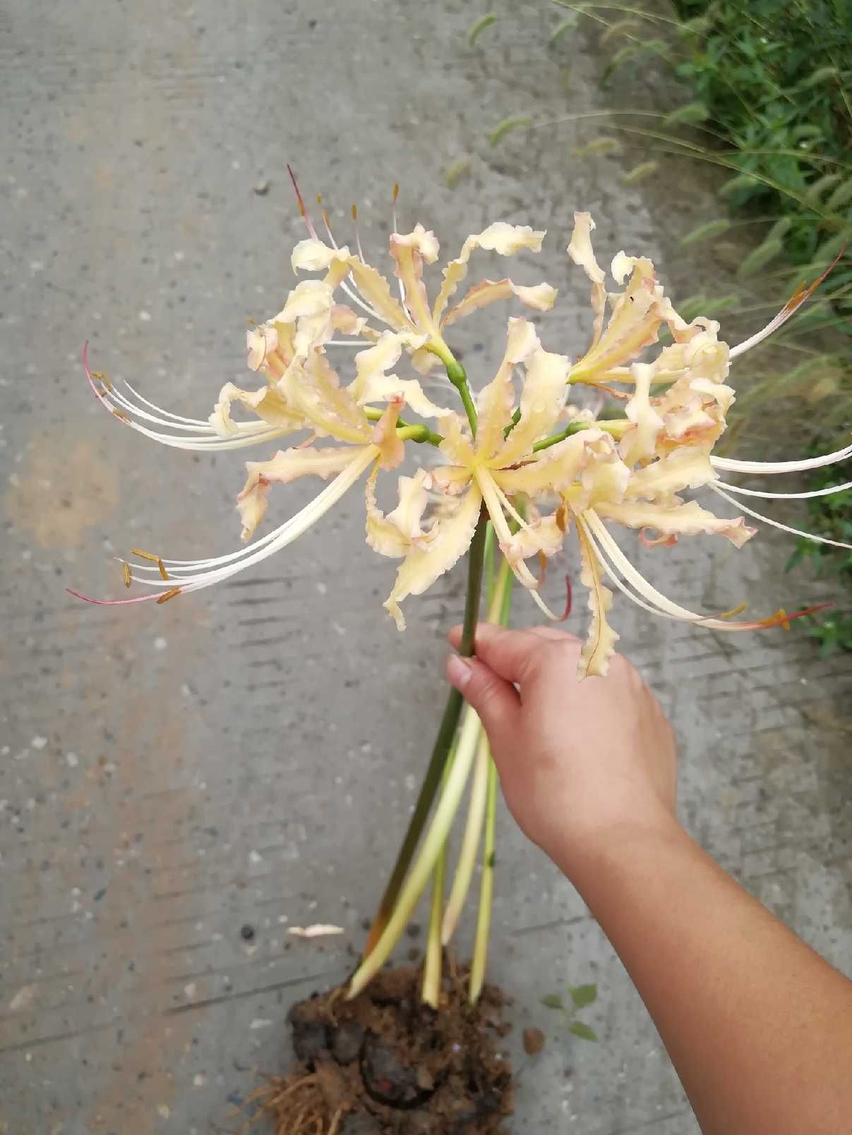 供应彼岸花种球 曼珠沙华种球 老鸦蒜种球 彼岸花种子