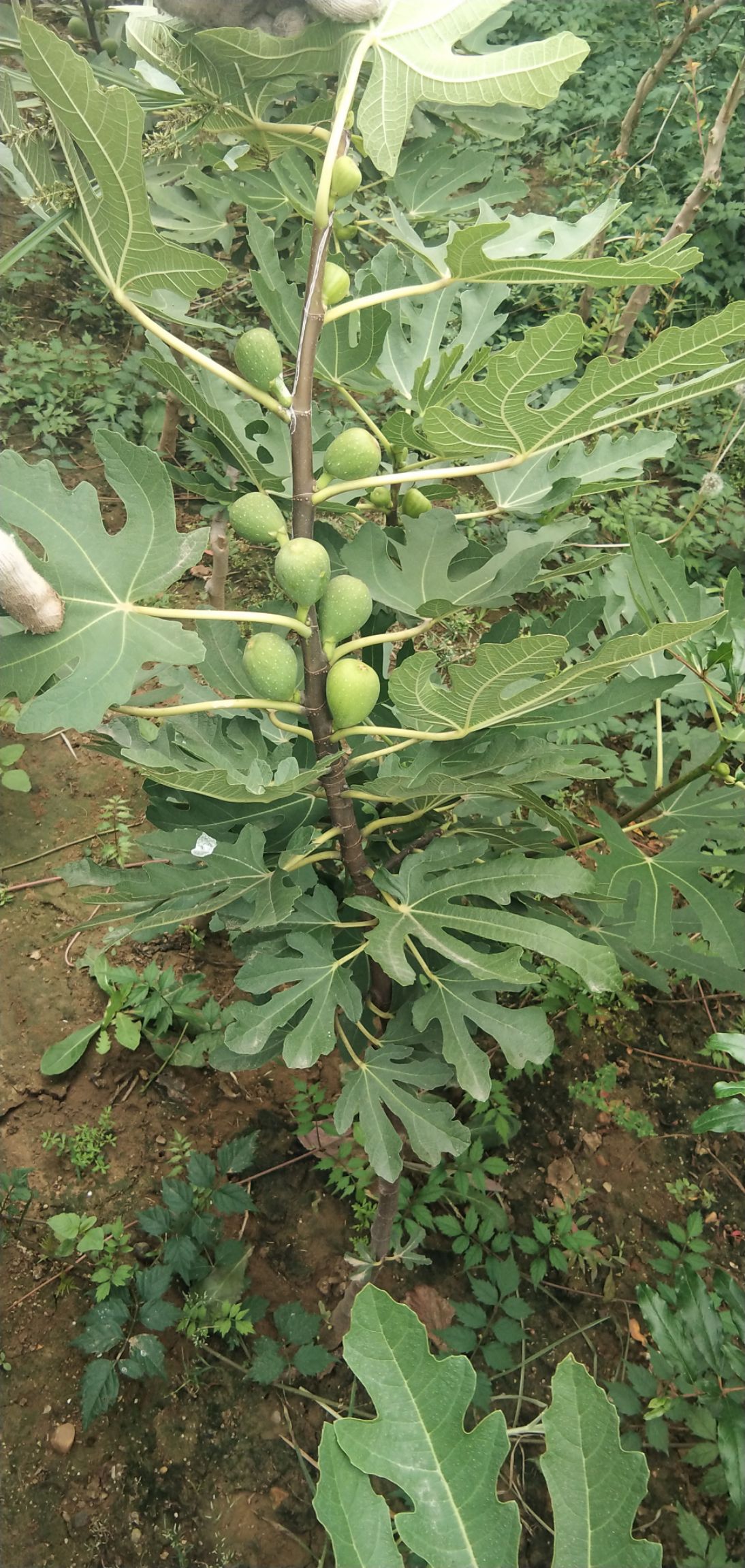 布兰瑞克苗 无花果苗树苗盆栽地栽布兰瑞克庭院阳台南北方种植当年