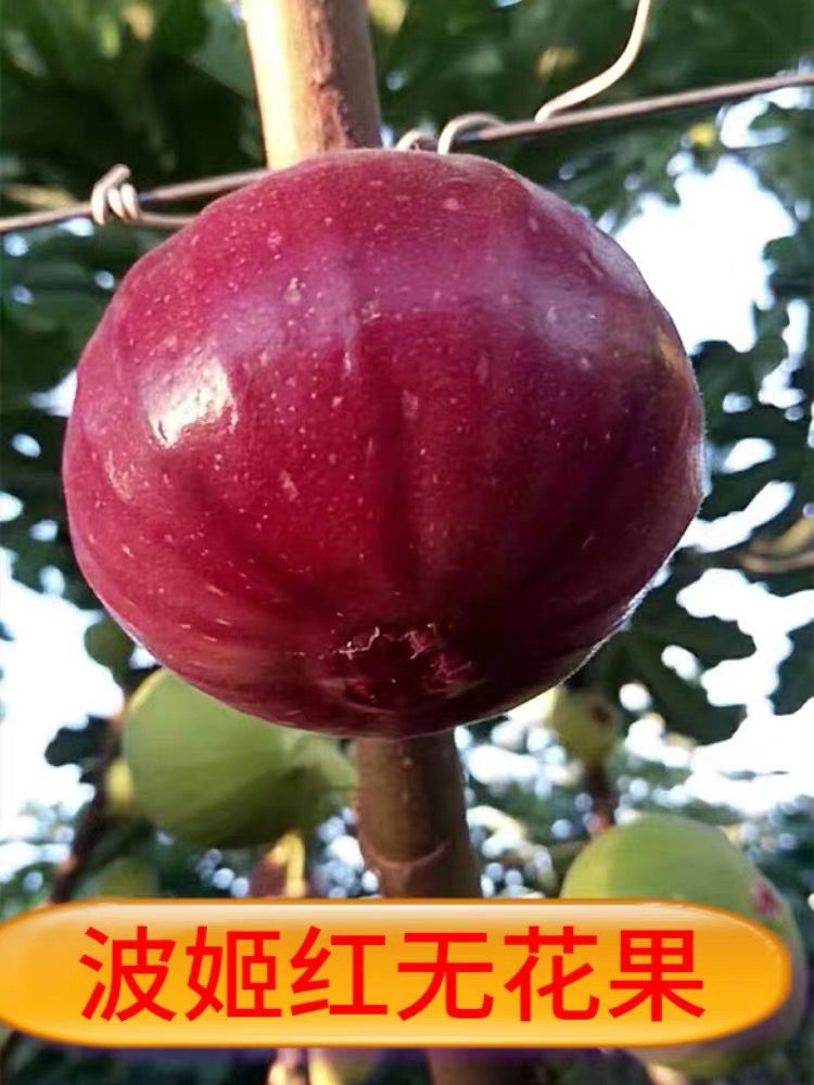 波姬红无花果苗 当年结果 产量高 基地直销
