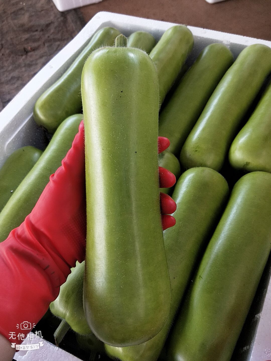 菜瓜精品浦瓜