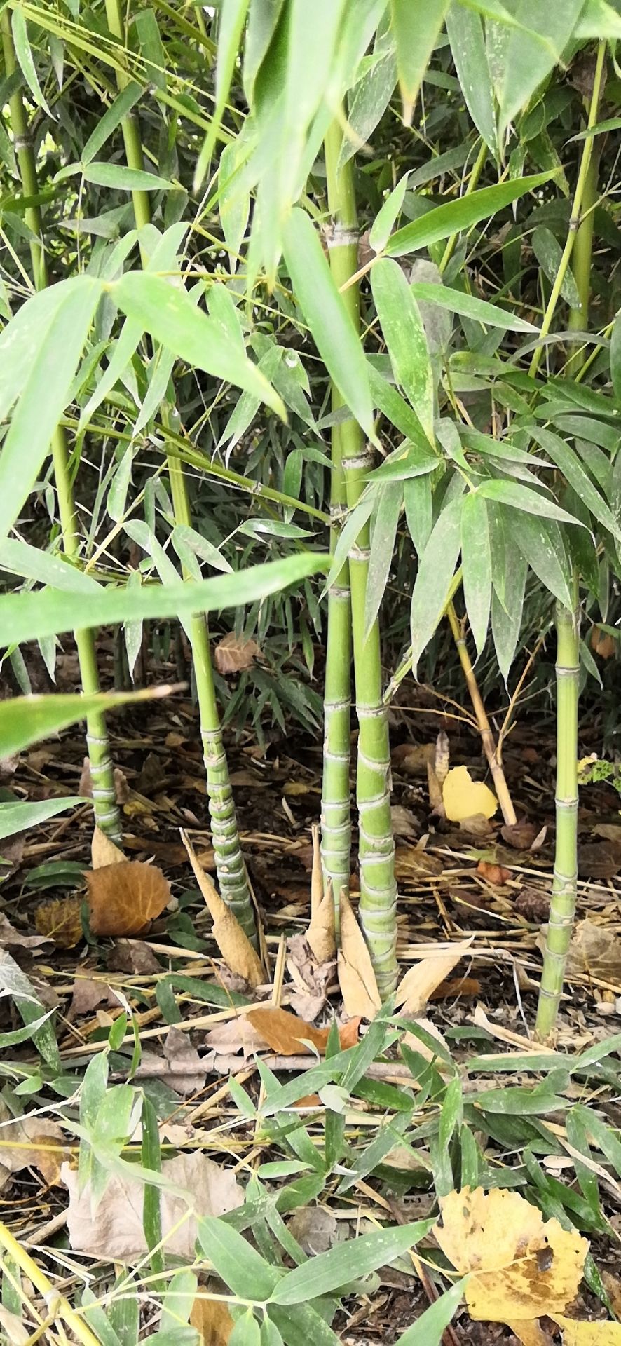 大量罗汉竹上的市.各种各样的绿化竹子以准备好,欢迎老板们下单