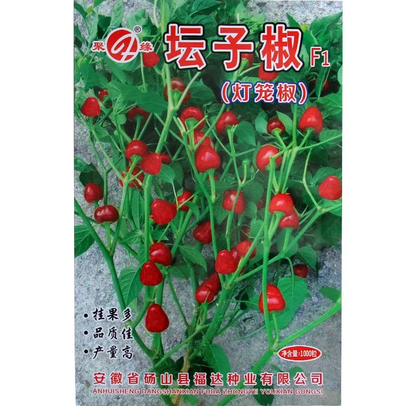 【坛子椒】种子一代杂交辣椒种子泡椒种子火锅红油灯笼椒种子大田