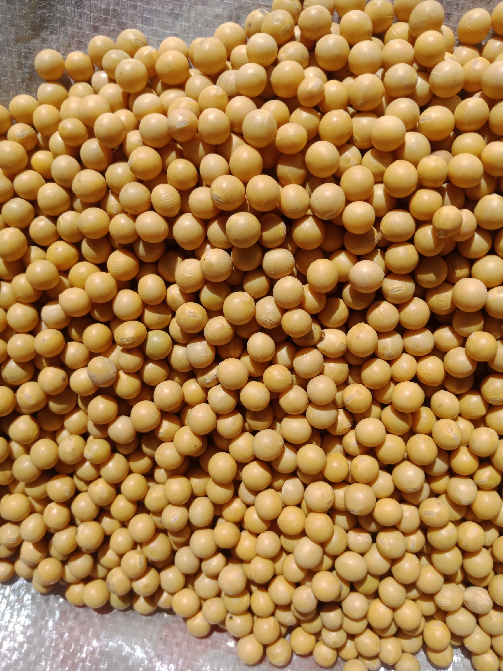 2021东升系列大豆蛋白高颜色黄非常适用于各种豆制品