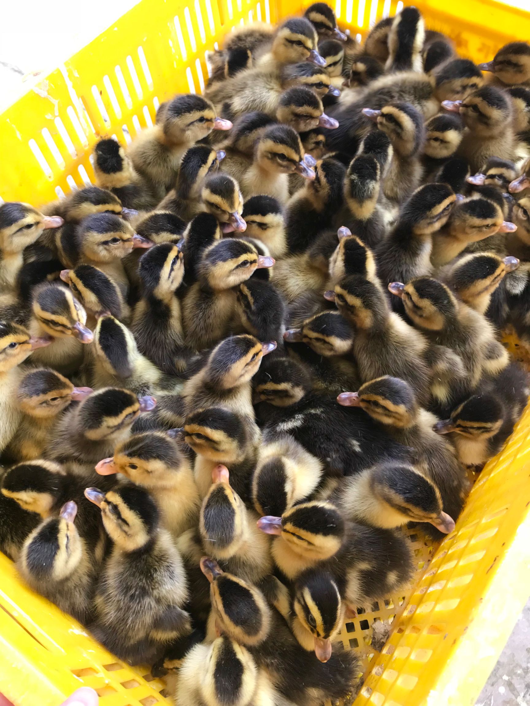 麻鸭苗 桂柳麻鸭 大种麻鸭 黄麻鸭