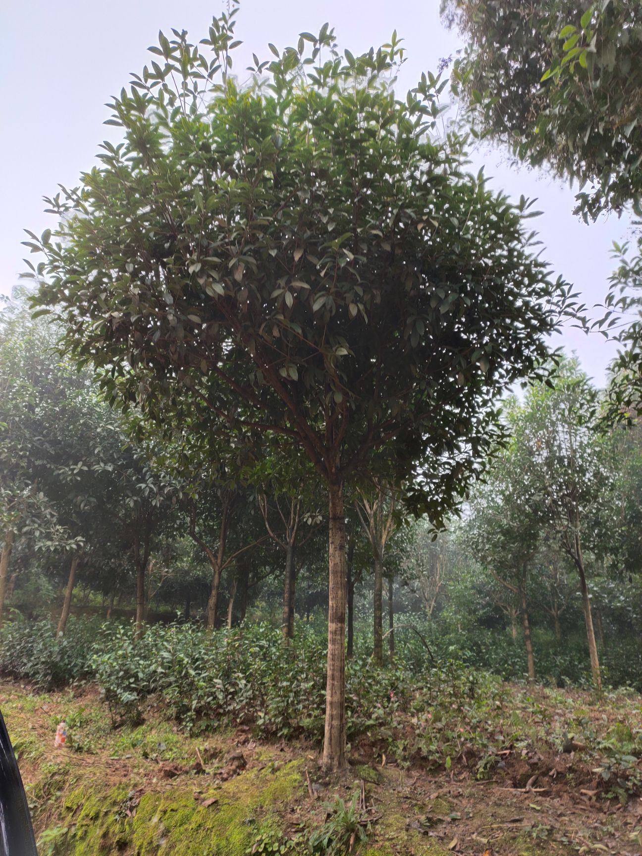 品种名:普通桂花树 品种名:普通桂花树 米径:10~12公分
