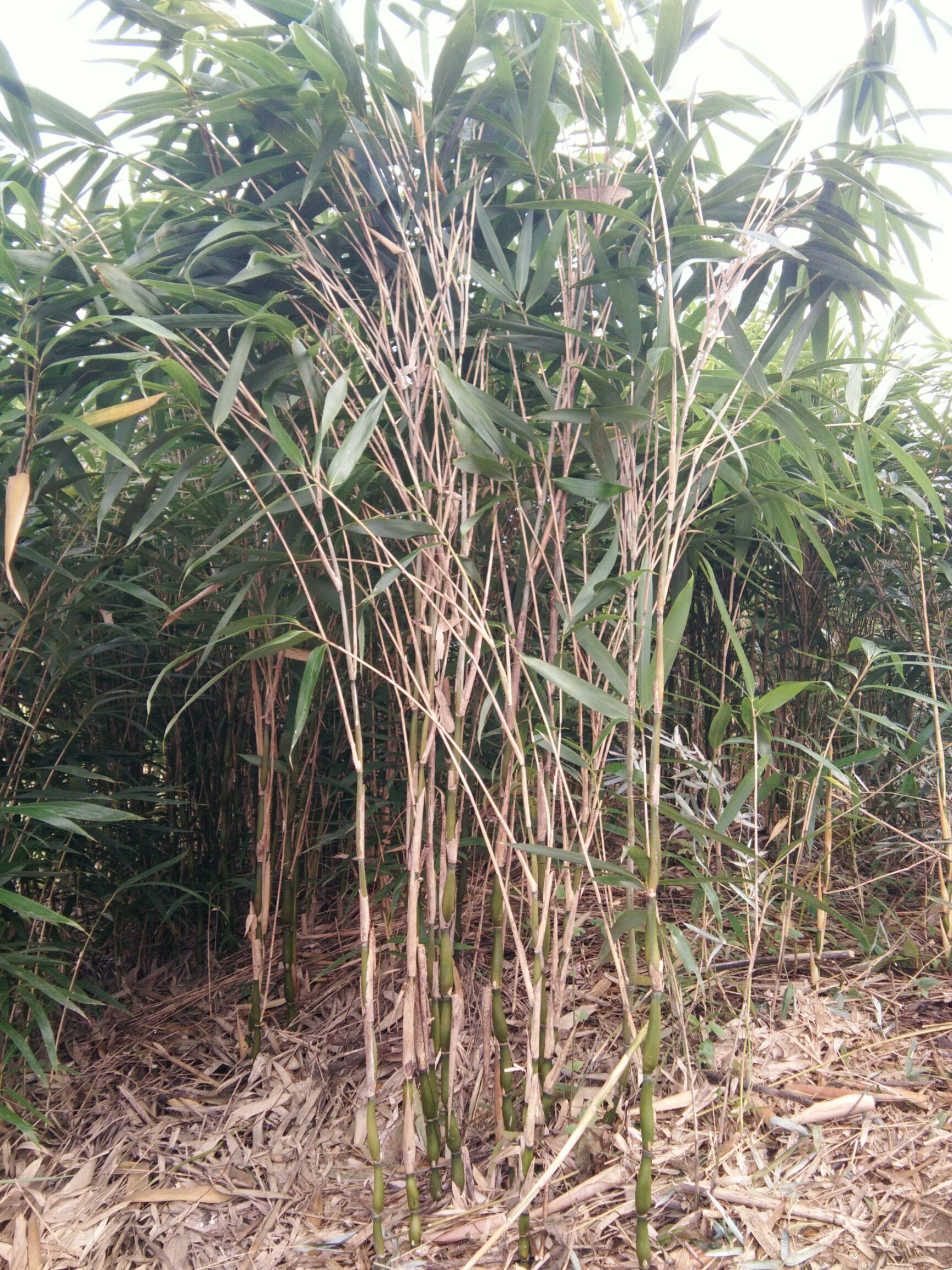 供应安吉辣韭矢竹鱼竿杆挂素材和辣韭矢竹竹苗