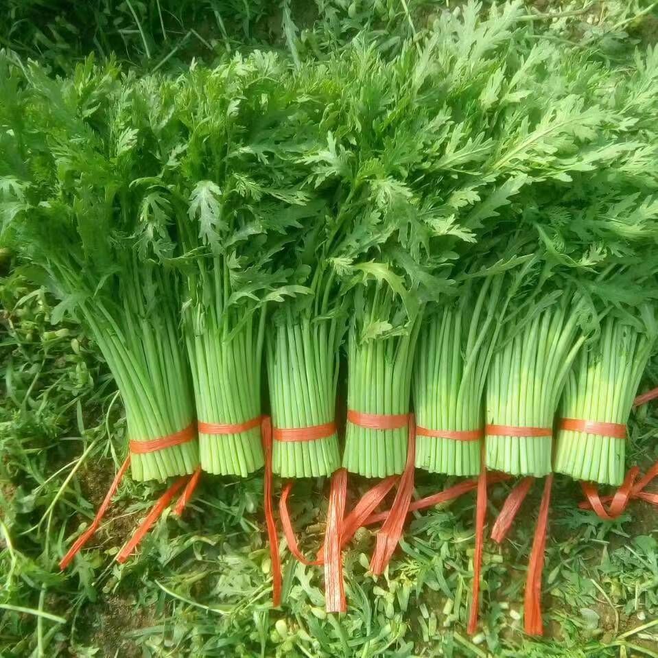 光杆茼蒿 30 ~35cm