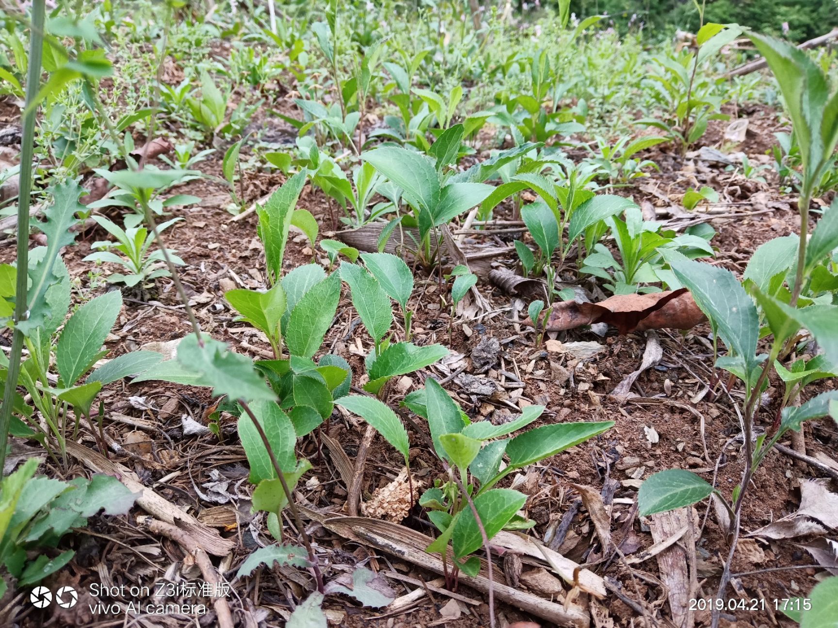 朱砂点儿苍术