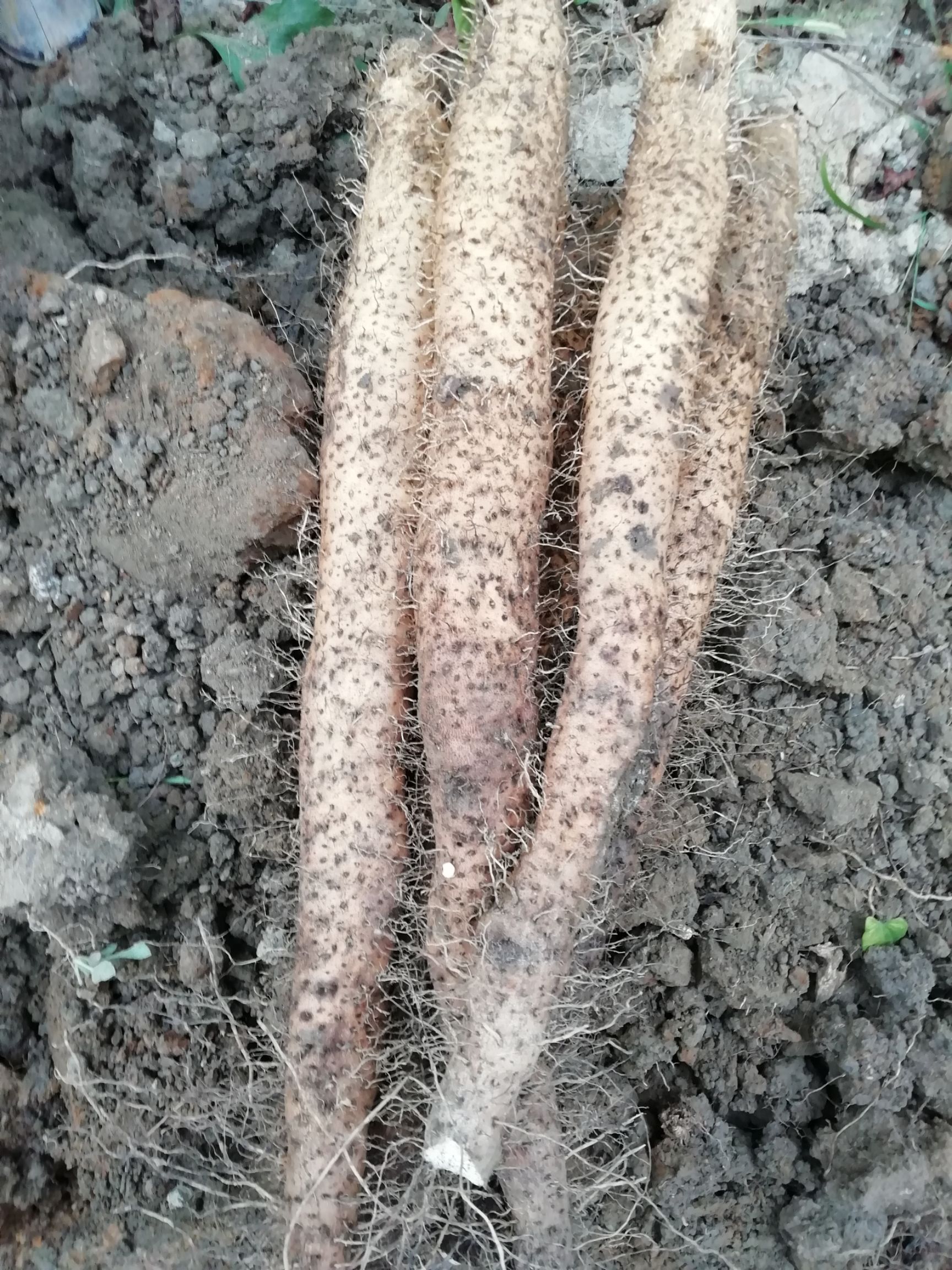 淮山山药 40~50cm 山药种植基地爆炸新闻,要什么品种都有欢迎惠顾