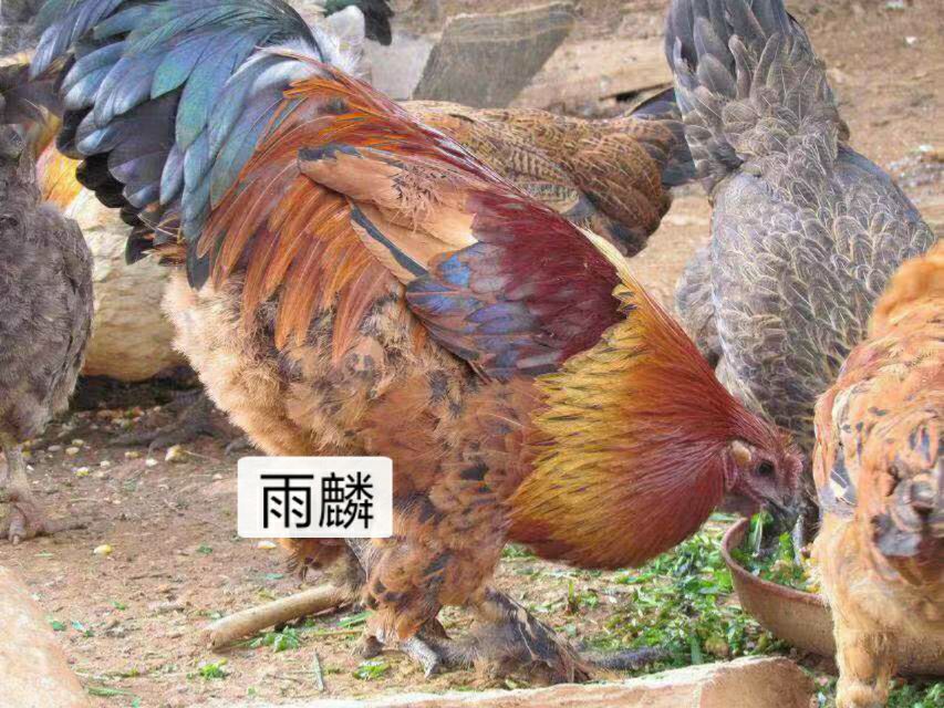 云南纯土鸡