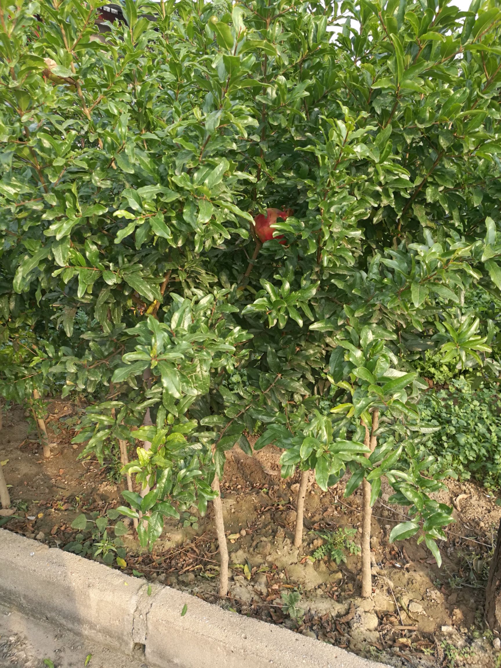 突尼斯软籽石榴树苗 基地直发 品种纯 成活率高
