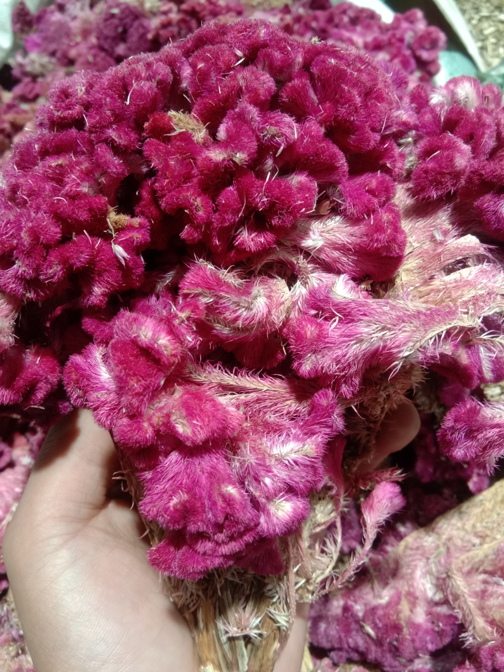 火花鸡冠花