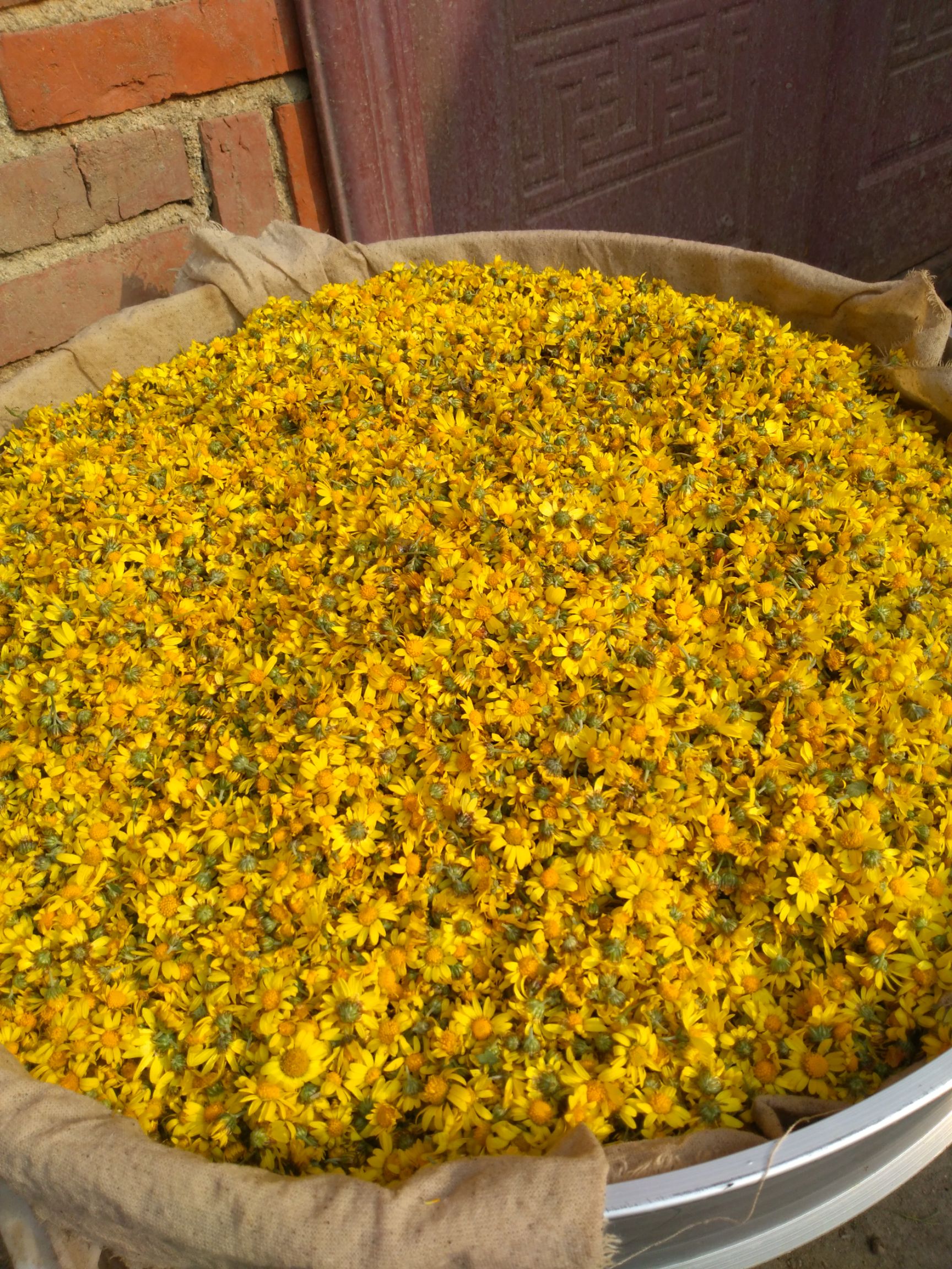 干*菊花 南召伏牛山,正宗药用*菊花,无硫,清热去火,解暑,清心.