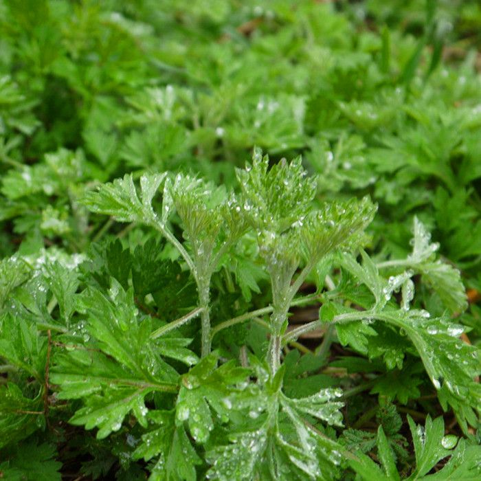 香艾草种子四季种 食用艾蒿种子野生香草药用艾草籽蕲艾艾绒种