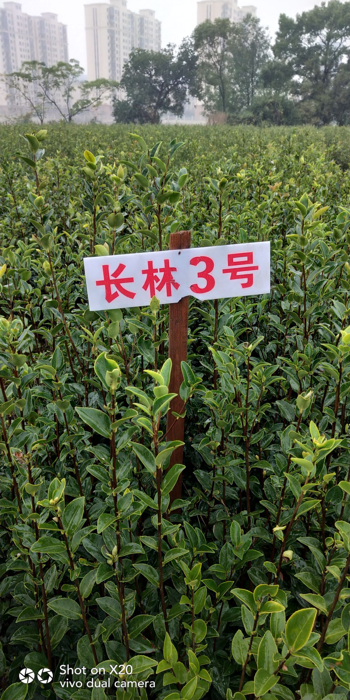 长林系列油茶