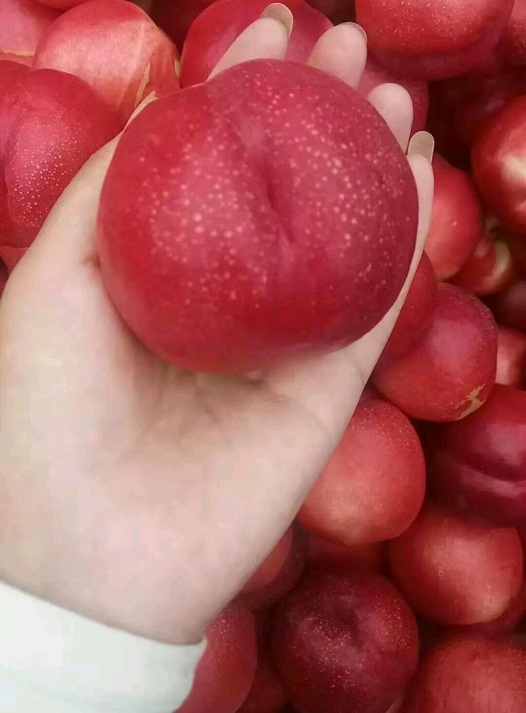 新品种红珊瑚油桃苗