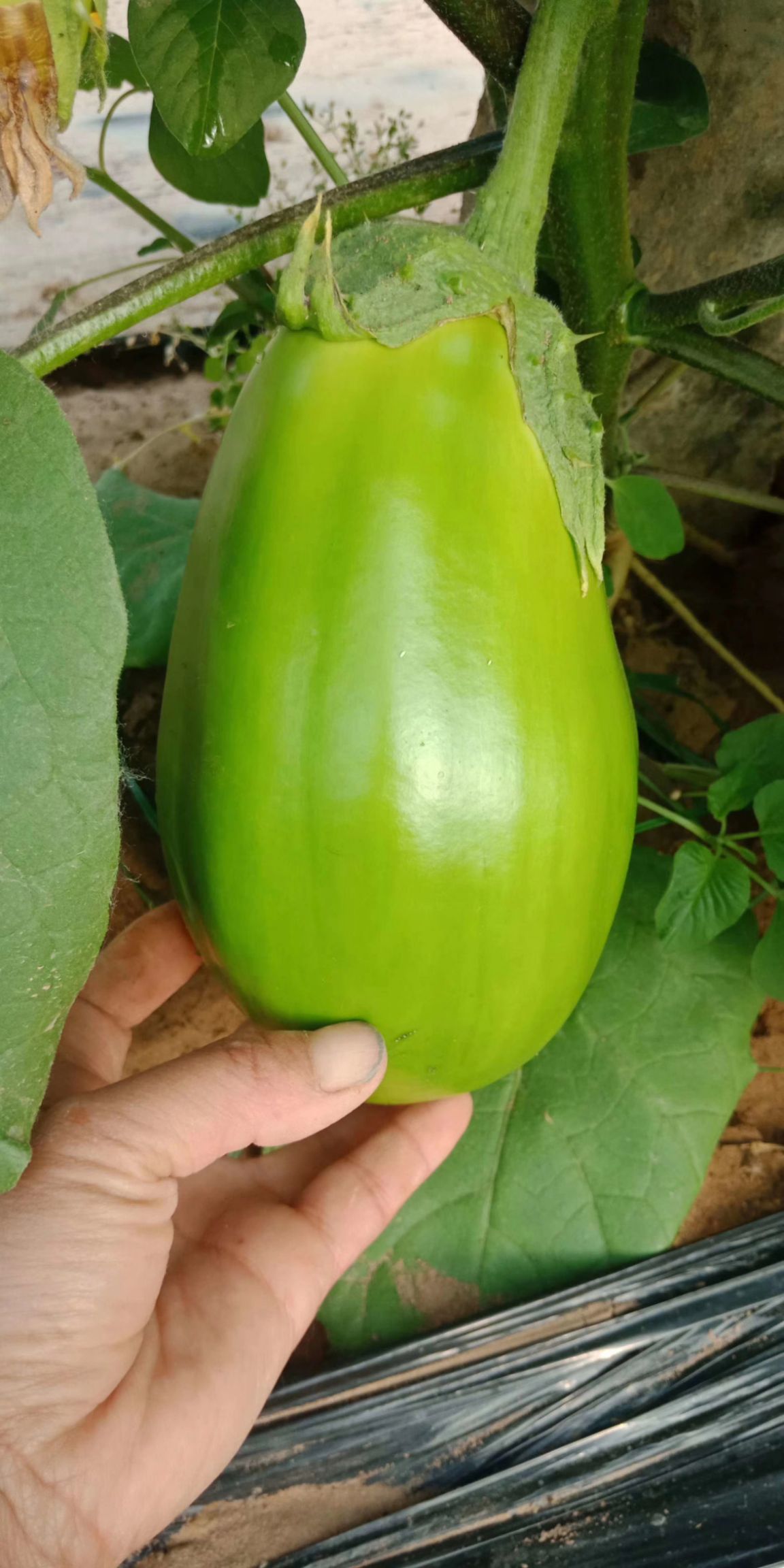 绿茄子茄子种子
