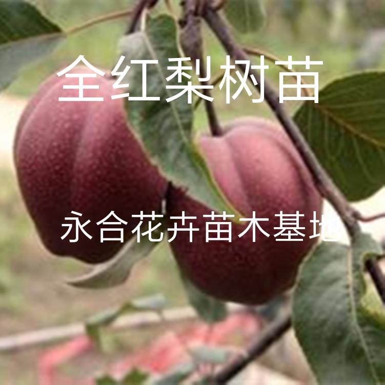 全红梨树苗 1.5~2米