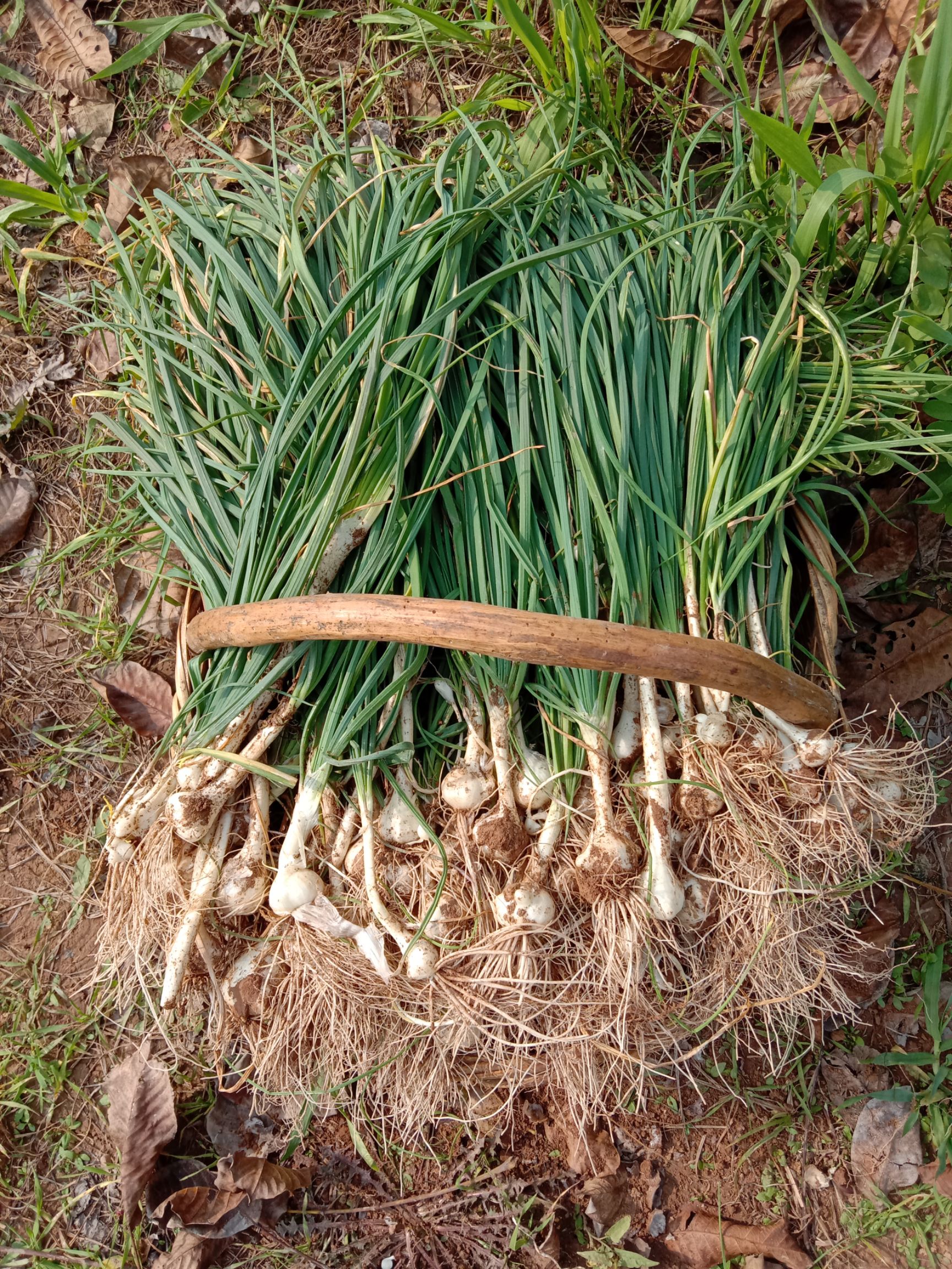 野蒜 来之大佬深山野生小蒜