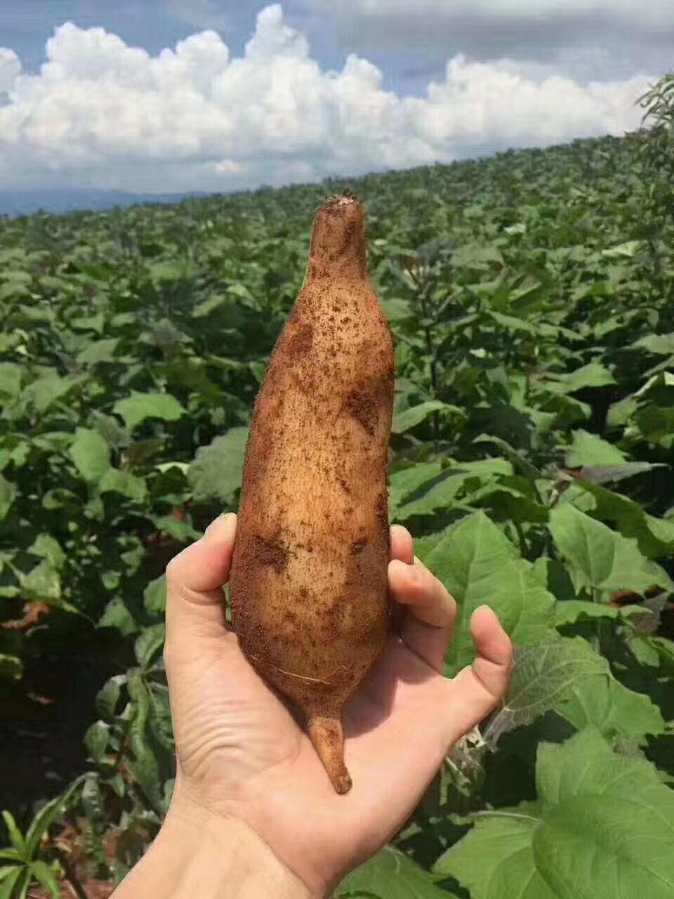 农户自产,红土高原雪莲果,有大量现货,现挖现发