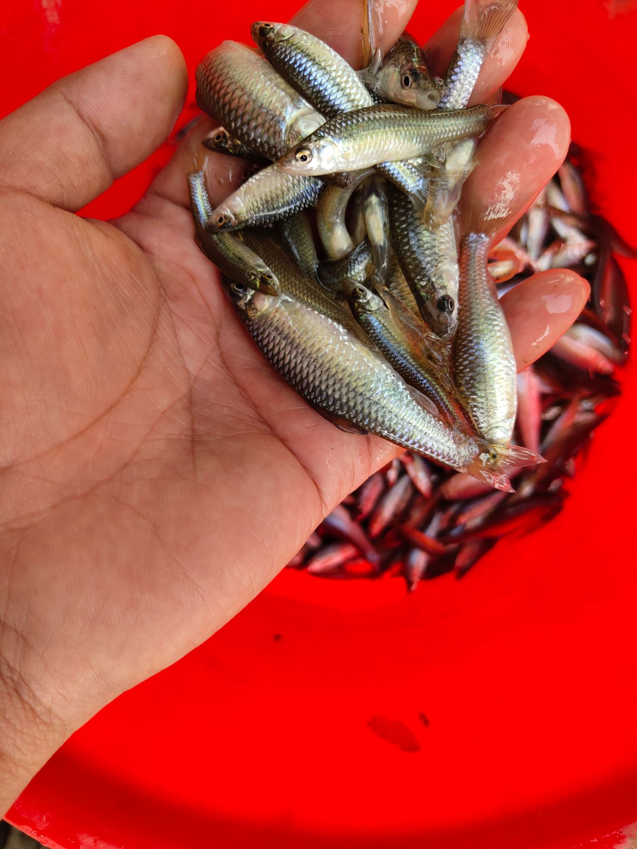 麦穗鱼 俗称 肉愣子