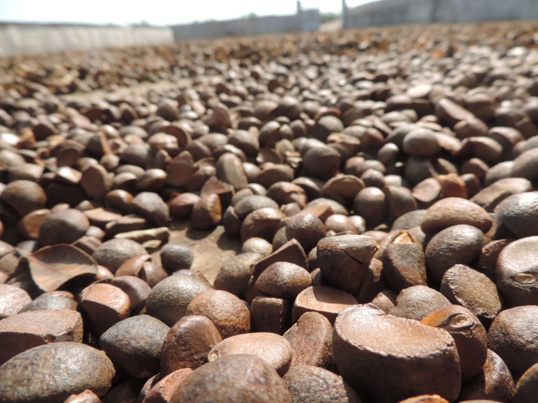 大量供应2019年新油茶籽