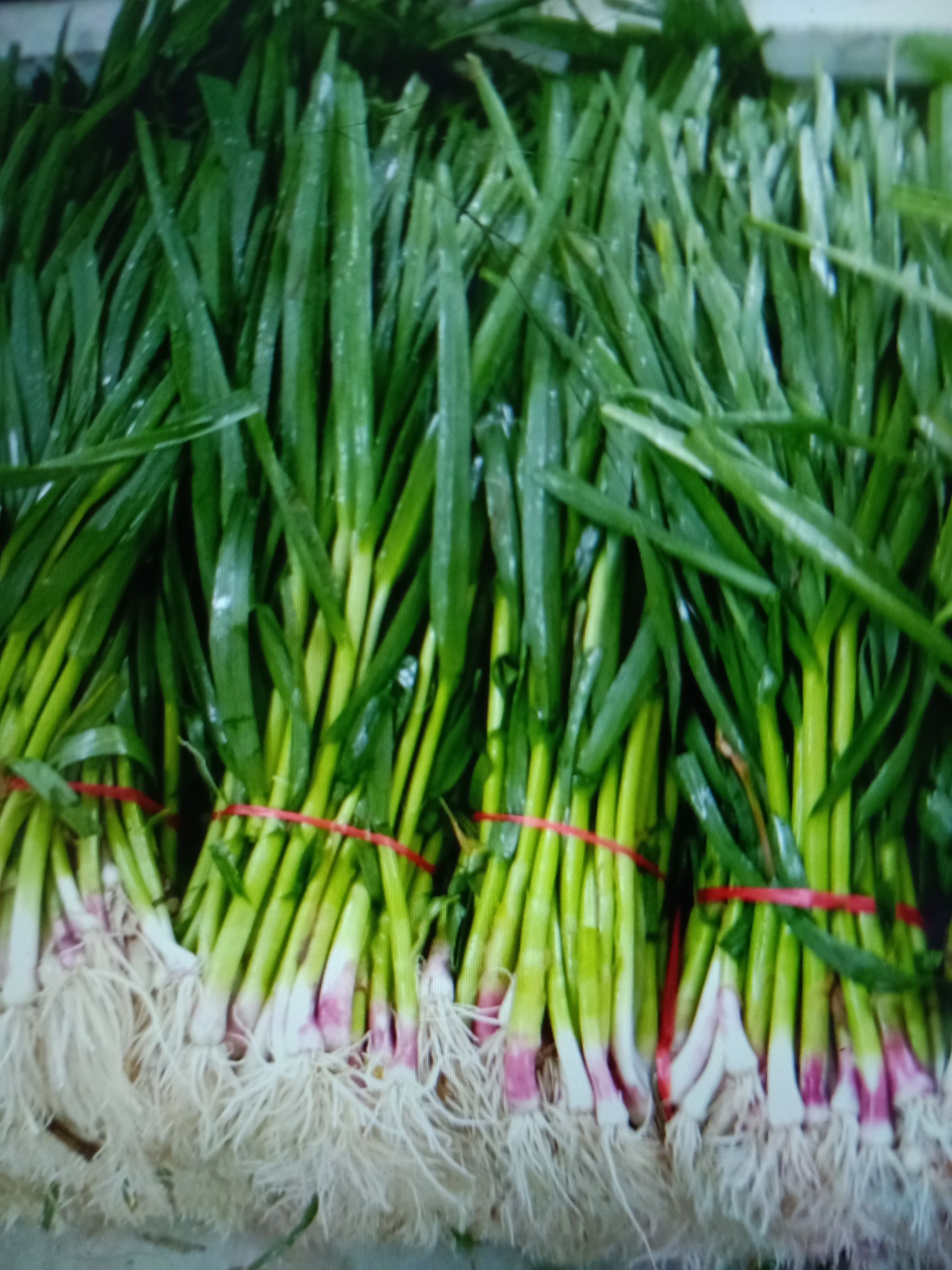 红根青蒜苗量上市