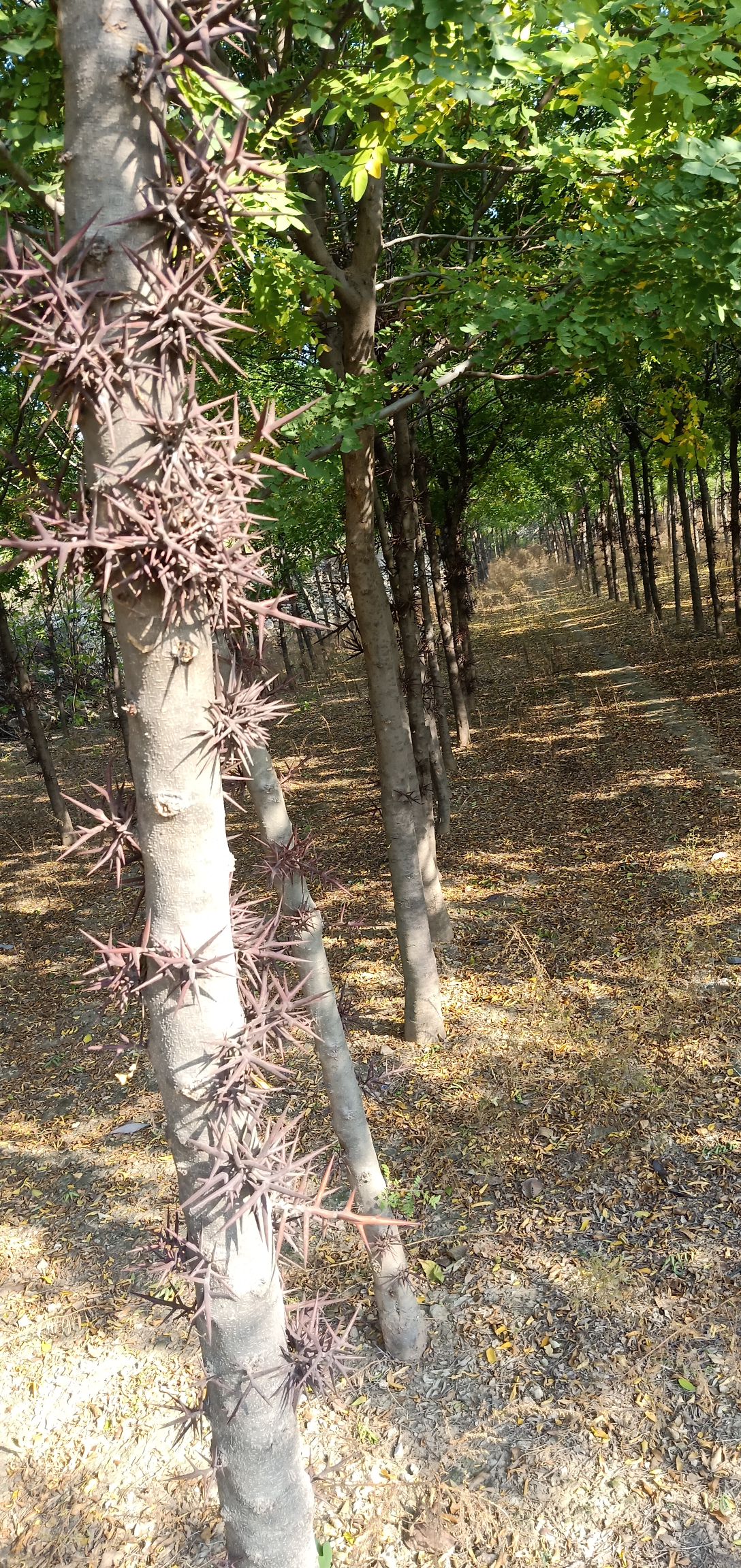 皂角树自家种植数千棵大刺皂角树低价出售