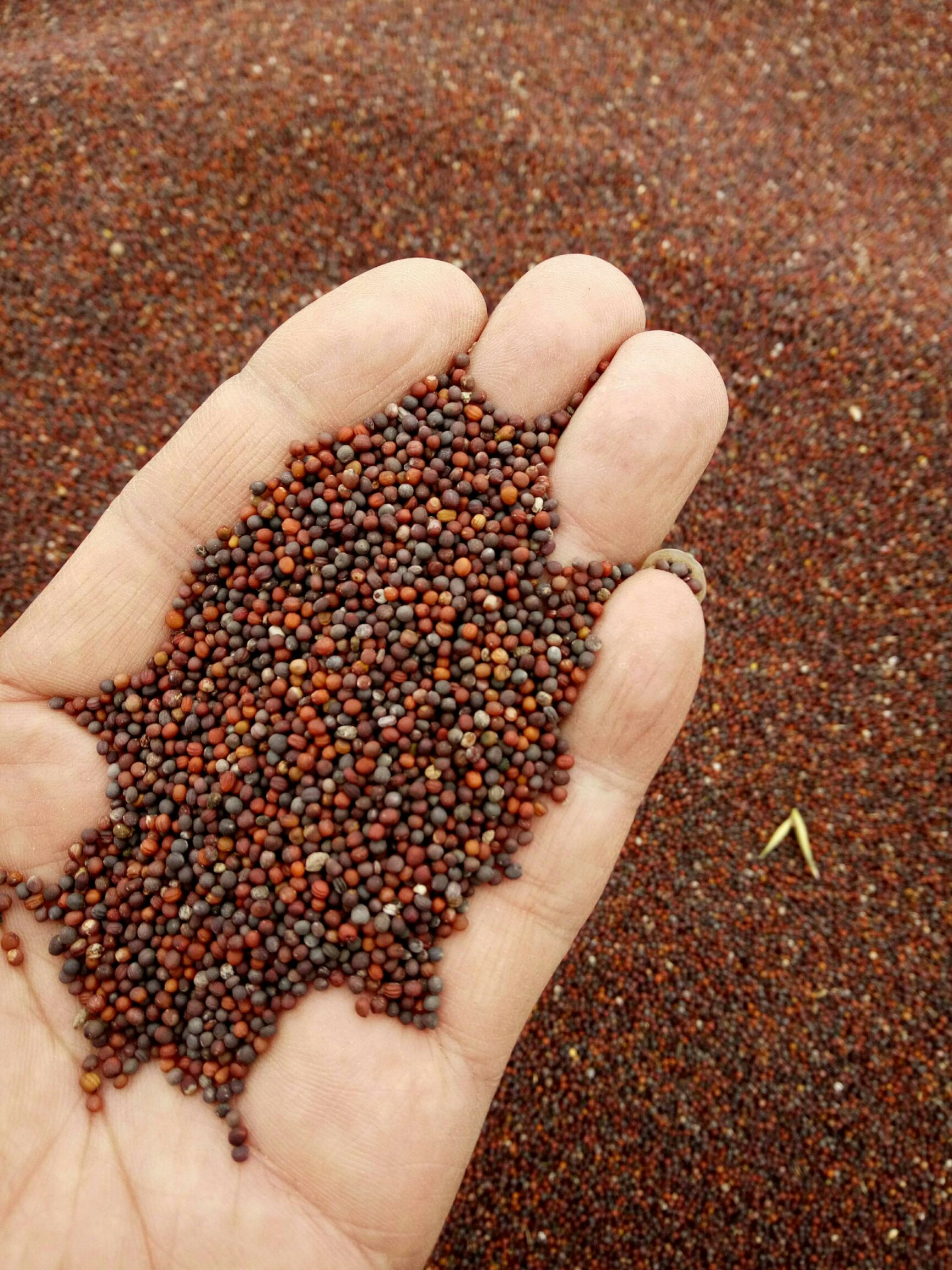 油菜籽,海拔近3000米雪域高原,30吨,一斤2.5元