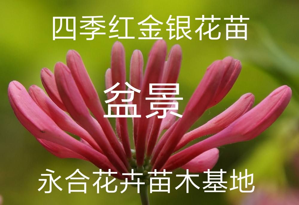 山东临沂平邑县 四季红金银花苗,可以坐盆景,现挖现发货 诚信经营