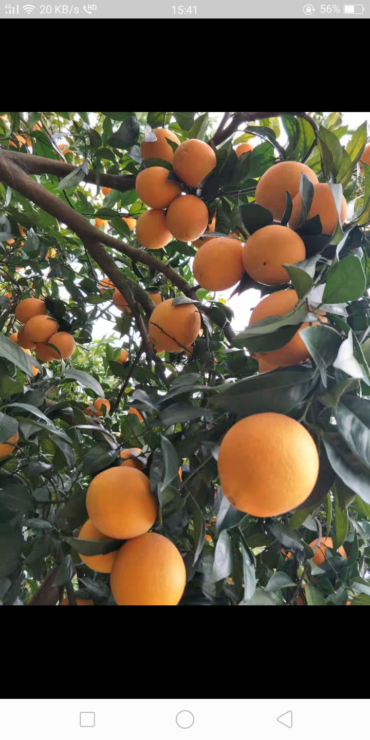 德保脐橙 赣南脐橙信丰脐橙信丰产地