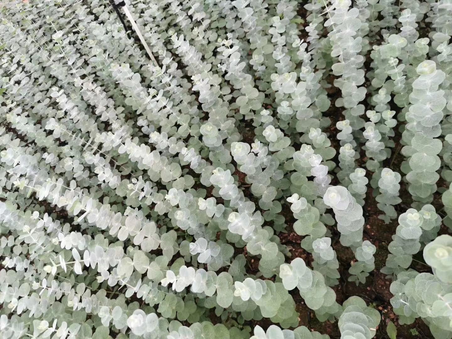 尤加利 蓝宝贝 多花按 铜钱桉配花配草鲜切花盆栽