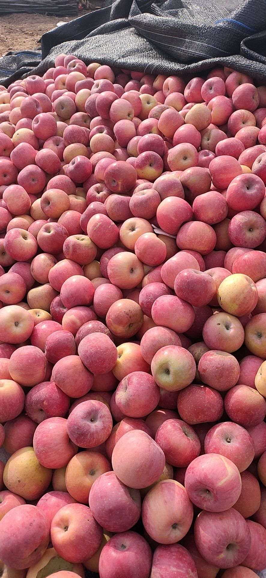 [红富士苹果批发] 陕西合阳甘井几百亩富士苹果,大量