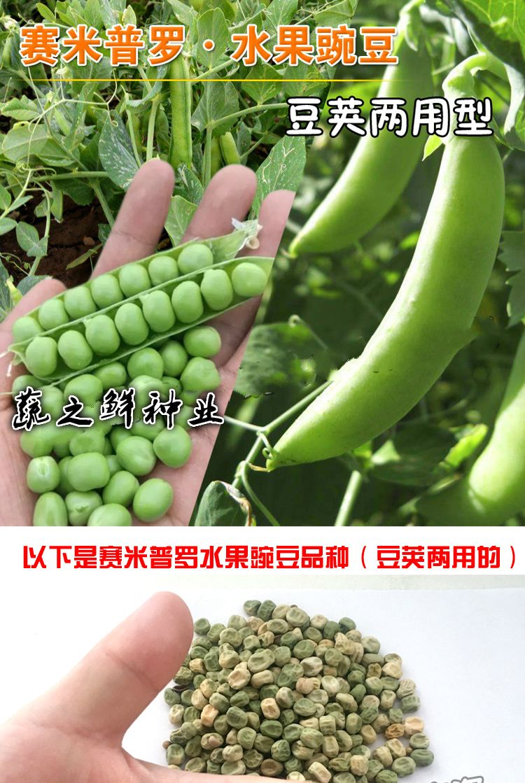 水果型【甜豌豆种子】可生吃甜脆豌豆种子 水果型大碗豆籽大荚型