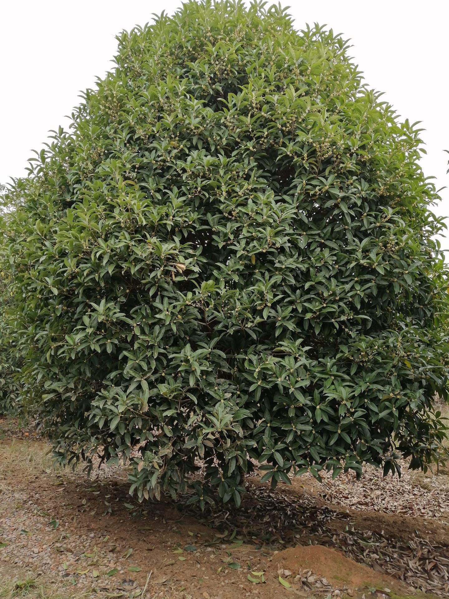 黄金桂花树 桂花大树