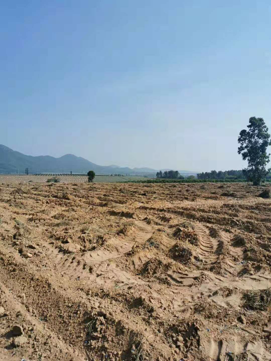 红土土地出租,荒地,大片平原土地出租