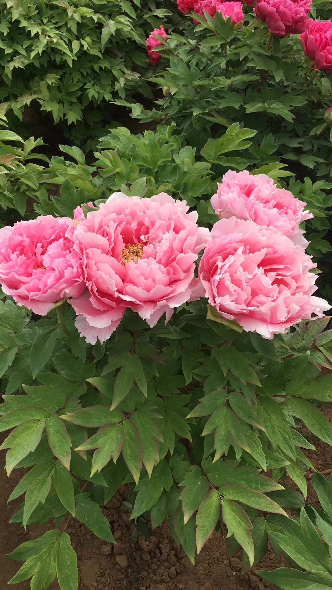 观赏牡丹苗,牡丹花