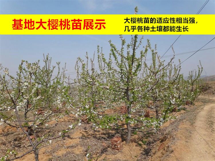 乌克兰樱桃苗 乌克兰樱桃树苗 基地直销 现发现挖 包成活 量大优惠