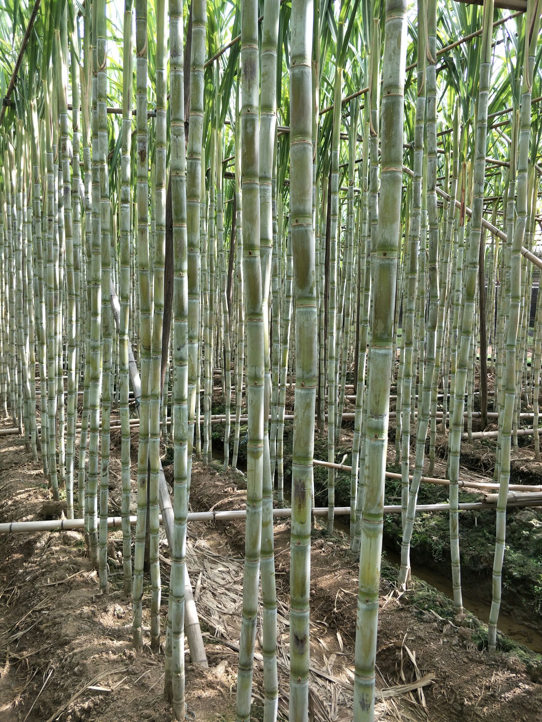 红甘蔗糖用甜菜