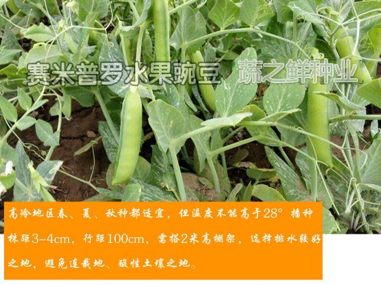 水果型【甜豌豆种子】可生吃甜脆豌豆种子 水果型大碗豆籽大荚型