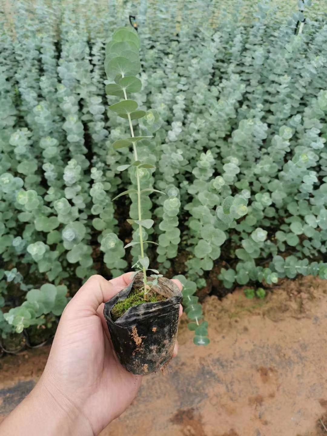 尤加利 蓝宝贝 多花按 铜钱桉配花配草鲜切花盆栽