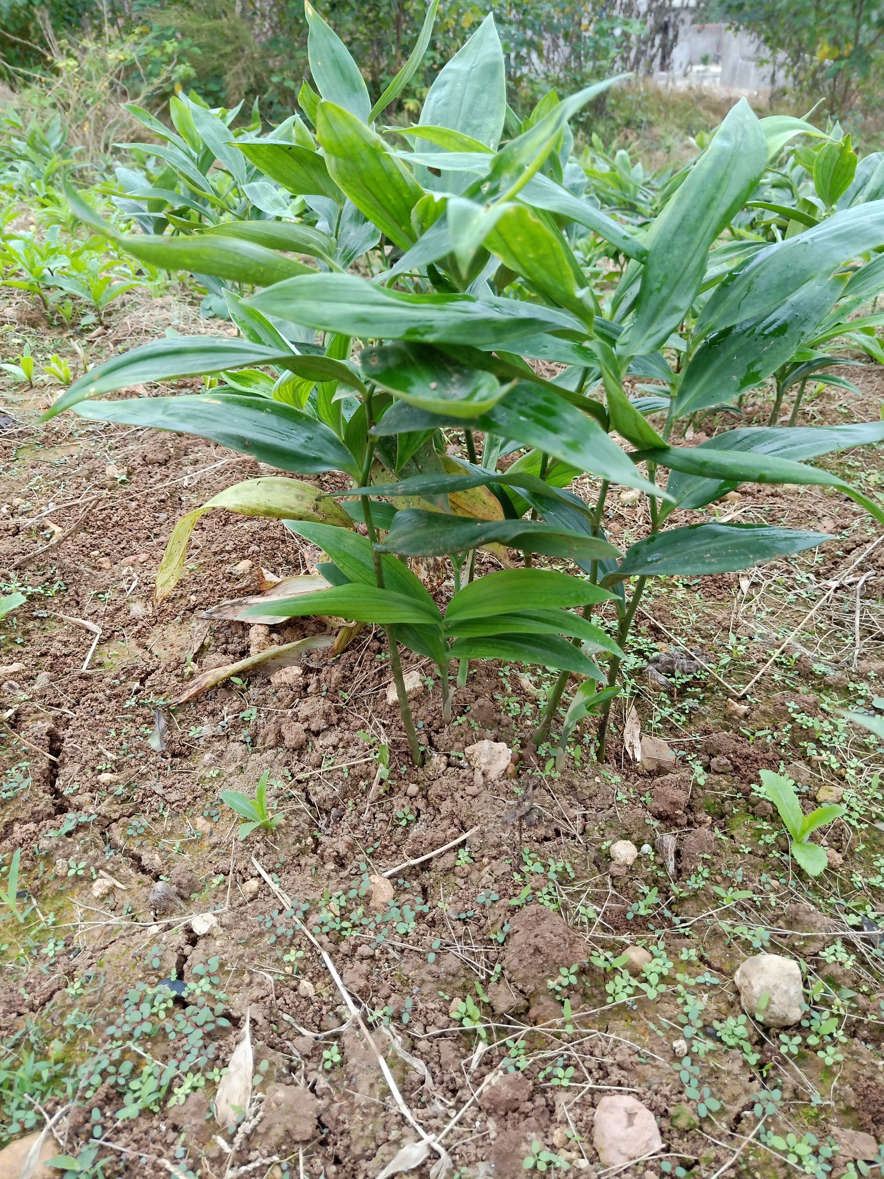 黄精种苗 黄精苗四川甜黄精老虎姜多花黄精苗